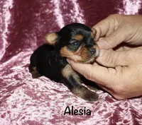 Alesia, a female Yorkshire Terrier for sale in Lovely, KY – 4 of 7