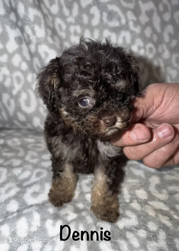 Dennis tiny dark brown phantom – Poodle - Toy  puppy for sale in Lovely, KY