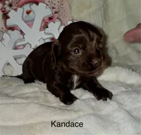 Kandace LH( tiny), a female Miniature Dachshund for sale in Lovely, KY – Photo 4 of 6