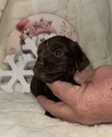 Kandace LH( tiny), a female Miniature Dachshund for sale in Lovely, KY – Photo 5 of 6