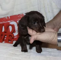Kandace LH( tiny), a female Miniature Dachshund for sale in Lovely, KY – Photo 2 of 6