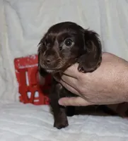 Kandace LH( tiny), a female Miniature Dachshund for sale in Lovely, KY – Photo 1 of 6