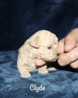 Clyde, a female Poodle - Toy  for sale in Lovely, KY – 3 of 9