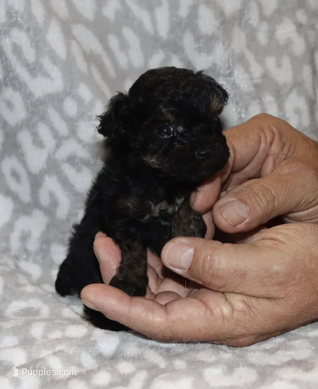 Calypso  – Poodle - Toy  puppy for sale in Lovely, KY