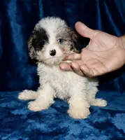 Amelia ( blue merle parti), a female Poodle - Toy  for sale in Lovely, KY – Photo 7 of 7