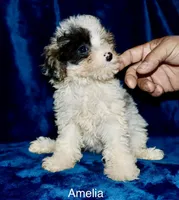 Amelia ( blue merle parti), a female Poodle - Toy  for sale in Lovely, KY – Photo 6 of 7