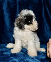 Amelia ( blue merle parti), a female Poodle - Toy  for sale in Lovely, KY – Photo 5 of 7