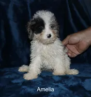 Amelia ( blue merle parti), a female Poodle - Toy  for sale in Lovely, KY – Photo 4 of 7