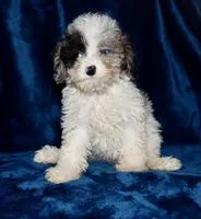 Amelia ( blue merle parti), a female Poodle - Toy  for sale in Lovely, KY – Photo 1 of 7