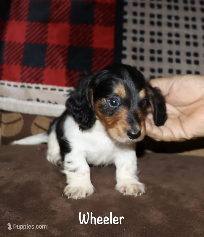 Wheeler (Long haired) – Miniature Dachshund puppy for sale in Lovely, KY