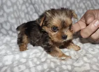 Tiny Sonia - merle, a female Yorkshire Terrier for sale in Lovely, KY – 5 of 6