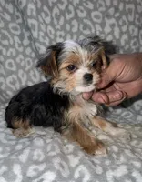  Solana - Parti factor, a female Yorkshire Terrier for sale in Lovely, KY – 5 of 6