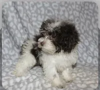 Itsy  tiny girl 4 lbs full grown t, a female Poodle - Toy  for sale in Lovely, KY – 9 of 9