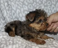 Solly - Merle male 1, a male Yorkshire Terrier for sale in Lovely, KY – 5 of 6