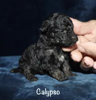 Calypso , a female Poodle - Toy  for sale in Lovely, KY – 2 of 4