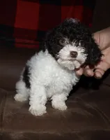 processed/c38f35be-48e7-43ce-a9ba-eb664d4b4a0a/listing/d699d8ba-9491-4e1f-829a-f16571bd6436/a7f7922a-411a-45cd-a4d8-ba64779186b9