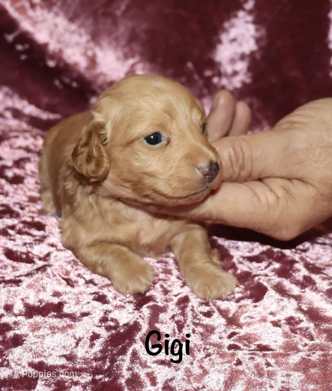 Gigi – Miniature Dachshund puppy for sale in Lovely, KY