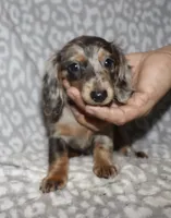 Coral- blue dapple, a female Miniature Dachshund for sale in Lovely, KY – 1 of 6
