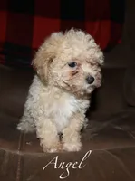 Little Angel, a female Poodle - Toy  for sale in Lovely, KY – Photo 1 of 3