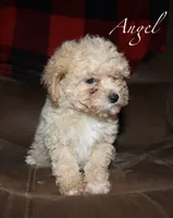 Little Angel, a female Poodle - Toy  for sale in Lovely, KY – Photo 2 of 3