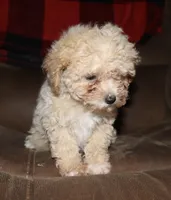 Little Angel, a female Poodle - Toy  for sale in Lovely, KY – Photo 3 of 3