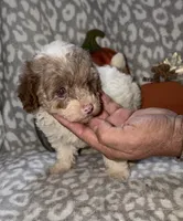 Maggie, a female Poodle - Miniature  for sale in Lovely, KY – 2 of 8