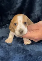 Chase, a male Miniature Dachshund for sale in Lovely, KY – 2 of 4