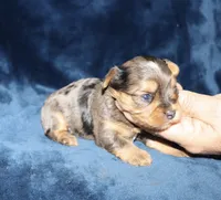 Alex.  ( merle), a male Yorkshire Terrier for sale in Lovely, KY – 5 of 5