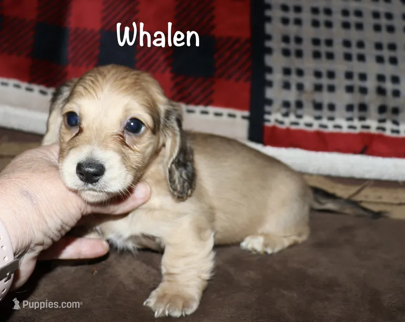 Whalen (Long haired) shaded cream – Miniature Dachshund puppy for sale in Lovely, KY