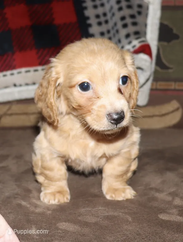 Gerick - LH – Miniature Dachshund puppy for sale in Lovely, KY