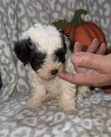 Millie, a female Poodle - Miniature  for sale in Lovely, KY – 3 of 7
