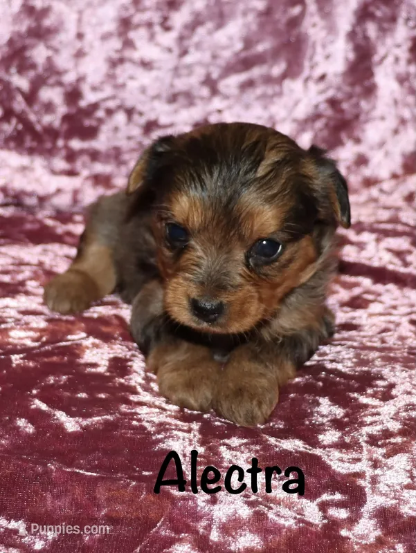 Alectra (merle) – Yorkshire Terrier puppy for sale in Lovely, KY