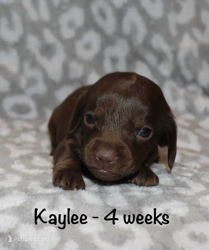 Kaylee (tiny LH) – Miniature Dachshund puppy for sale in Lovely, KY