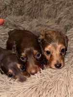Skeeter (Long haired dapple), a male Miniature Dachshund for sale in Lovely, KY – 8 of 10