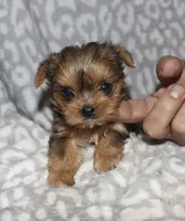 Tiny Sonia - merle, a female Yorkshire Terrier for sale in Lovely, KY – 3 of 6