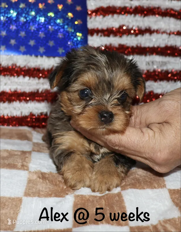 Alex.  ( merle) – Yorkshire Terrier puppy for sale in Lovely, KY