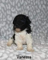Vanessa, a female Poodle - Toy  for sale in Lovely, KY – 2 of 7