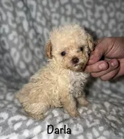 Tiny Darla, a female Poodle - Toy  for sale in Lovely, KY – 5 of 10