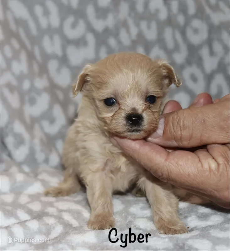 Cyber – Poodle - Toy  puppy on hold in Lovely, KY