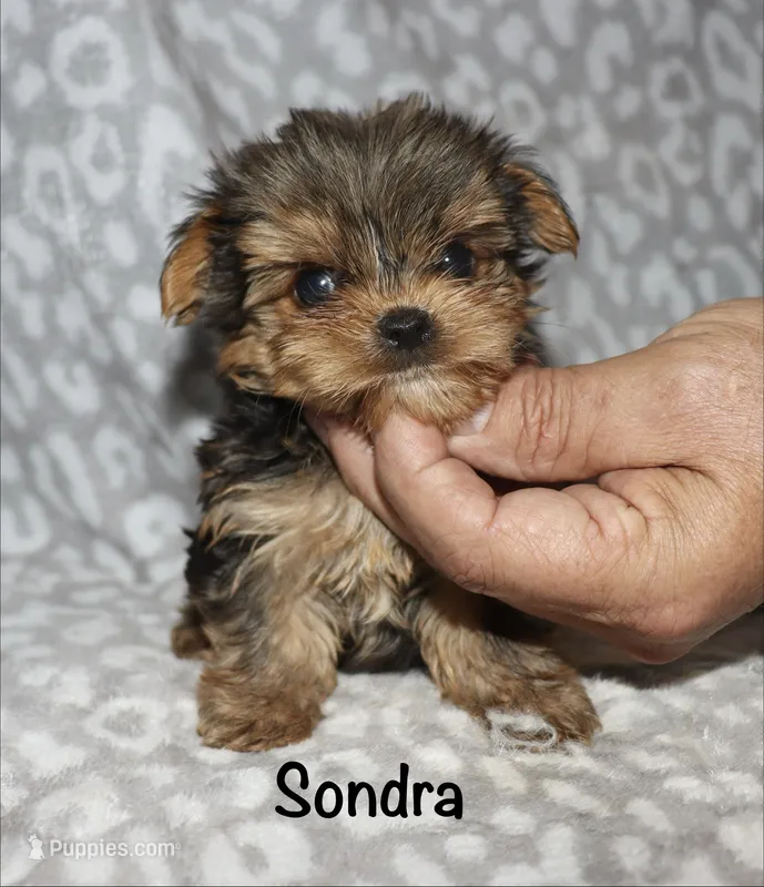 Tiny Sondra – Yorkshire Terrier puppy for sale in Lovely, KY