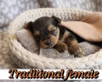Traditional female, a female Yorkshire Terrier for sale in Lovely, KY – 2 of 3