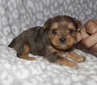 Solly - Merle male 1, a male Yorkshire Terrier for sale in Lovely, KY – 5 of 6