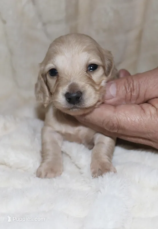 Pearl  AKC/CKC  + pedigree