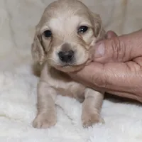 Pearl  AKC/CKC  + pedigree, a female Miniature Dachshund for sale in Lovely, KY – Photo 1 of 10