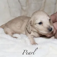 Pearl  AKC/CKC  + pedigree, a female Miniature Dachshund for sale in Lovely, KY – Photo 6 of 10