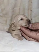 Pearl, a male Miniature Dachshund for sale in Lovely, KY – Photo 2 of 8