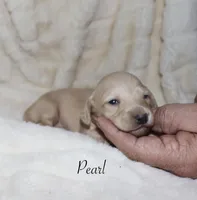 Pearl, a male Miniature Dachshund for sale in Lovely, KY – Photo 1 of 8