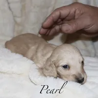 Pearl  AKC/CKC  + pedigree, a female Miniature Dachshund for sale in Lovely, KY – Photo 2 of 10