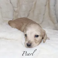 Pearl  AKC/CKC  + pedigree, a female Miniature Dachshund for sale in Lovely, KY – Photo 4 of 10