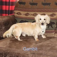 Pearl  AKC/CKC  + pedigree, a female Miniature Dachshund for sale in Lovely, KY – Photo 10 of 10